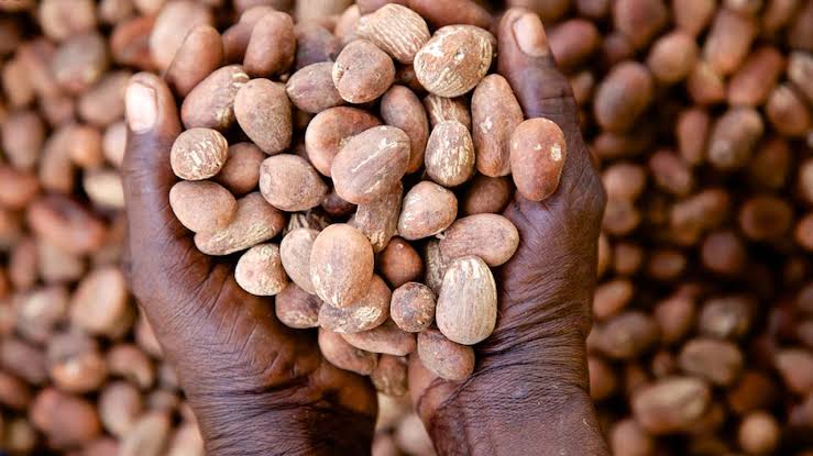 Shea Nuts