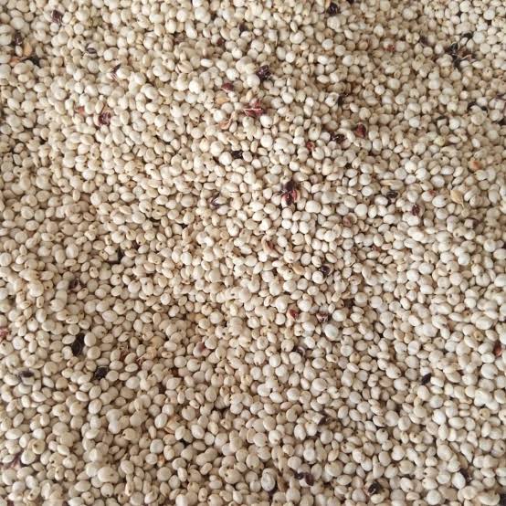 Sorghum